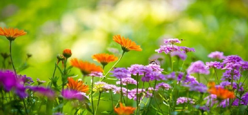 Beautiful garden with summer flowers