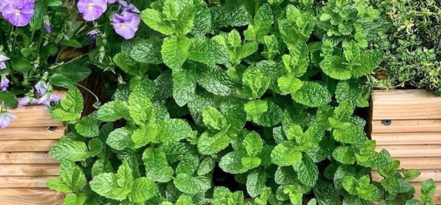 Mint Leaves